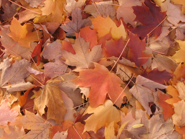 Orange Maple Leaves on the Ground