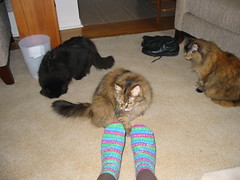 Cats Inspect Socks