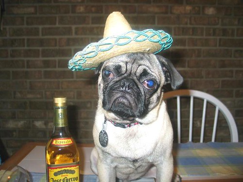Party.Pug