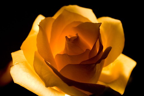Backlit rose
