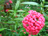 Pink Flower 2