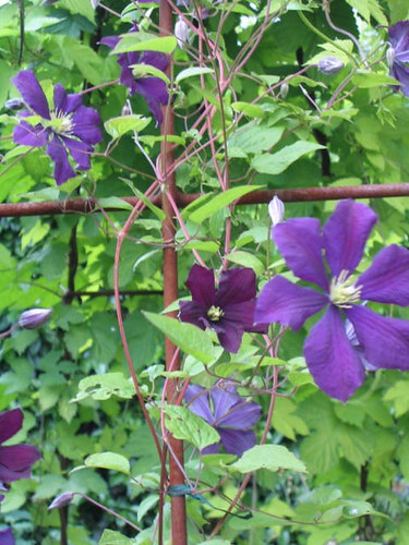 'Etoile Violette' Clematis