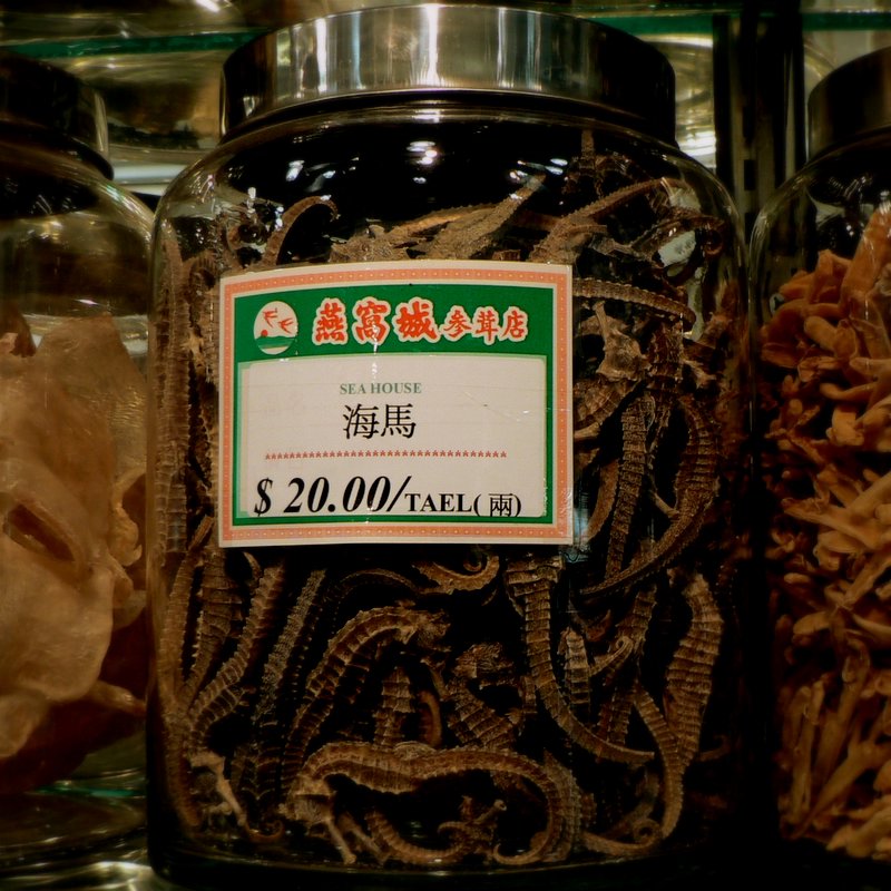 Chinatown - Dried Seahorses for Sale