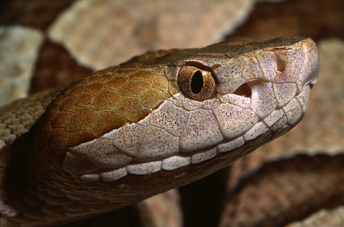 copperhead snake 11/16/05