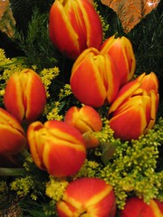 Tulipes pel meu sant (2)