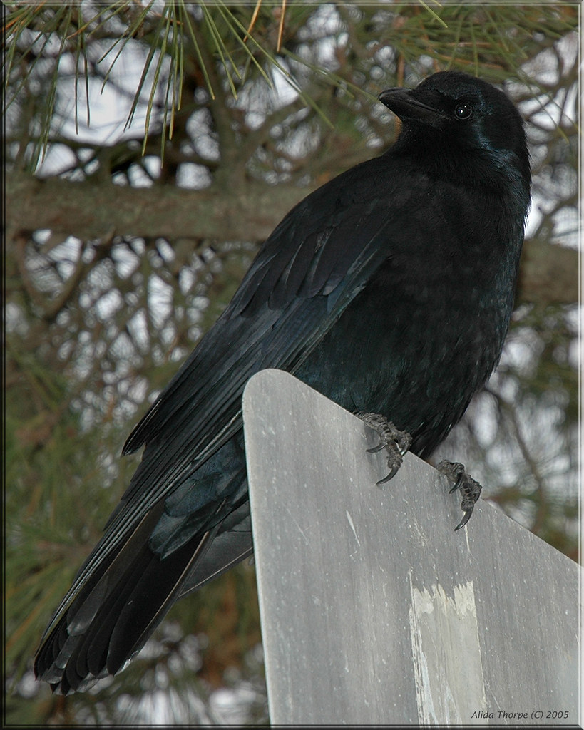 crow on Long Island