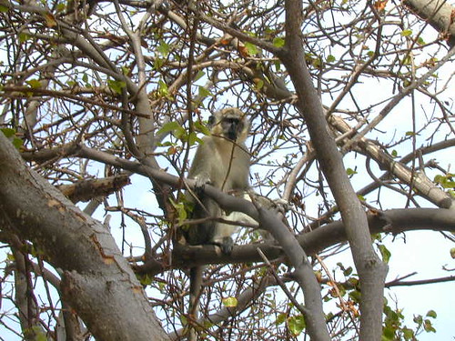 green vervet monkey in tree