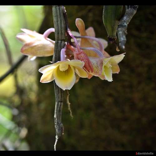 Dendrobium lampongense {The Lampong Dendrobium}
