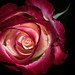 A rose by Omer Wazir