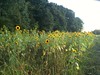 Sunflower field in Concord MA