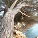 Ibiza - Beach Tree, Port des Torrent