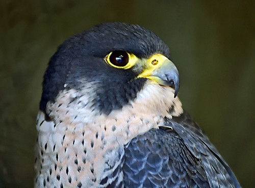 Blue Peregrine Falcon