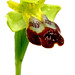 Ibiza - Ophrys fusca (para Jordi Serapio, y van do