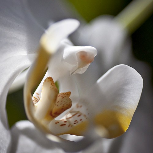 phalaenopsis amabilis {the lovely phalaenopsis or the moon orchid}