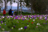 The Megido anemone, windflower garden, Israel Valley of Jezreel