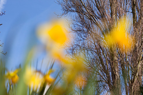Daffodil Spring 3