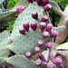 Ibiza - cactus fruit