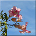 Ibiza - pink flowers sky holiday sunshine ibiza 27