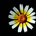 Ibiza - crowded daisy
