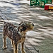Ibiza - The Ibiza Town Dog