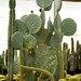 cactus (22)