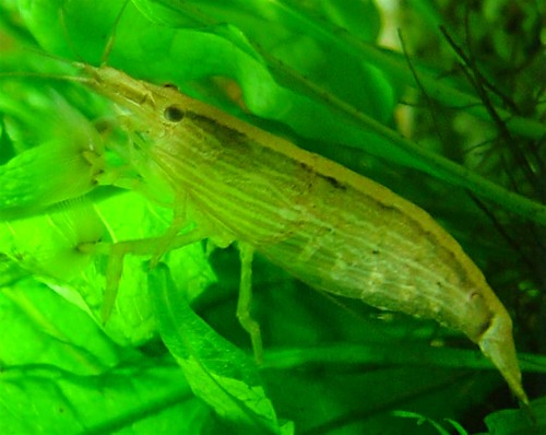 Singapore Wood Shrimp in RH Fish Tank; Photo taken by Dank