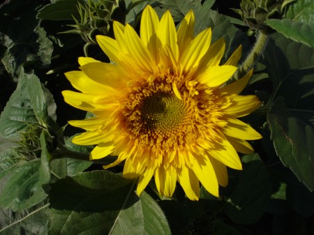 sunflowershade