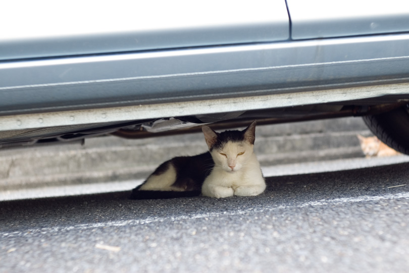 車下猫