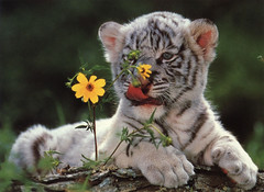 Tiger Cub 2