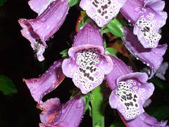 Foxglove flowers キツネノテブクロ。