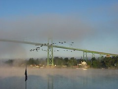 Morning Fog (and Canadian Geese)