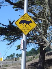 Koyote Crossing