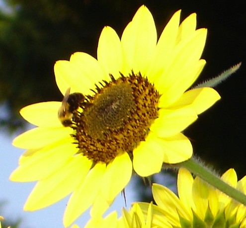 bee-sunflower