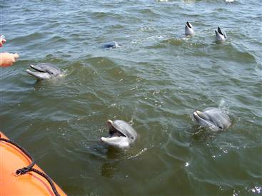 dolphin survivors of Katrina