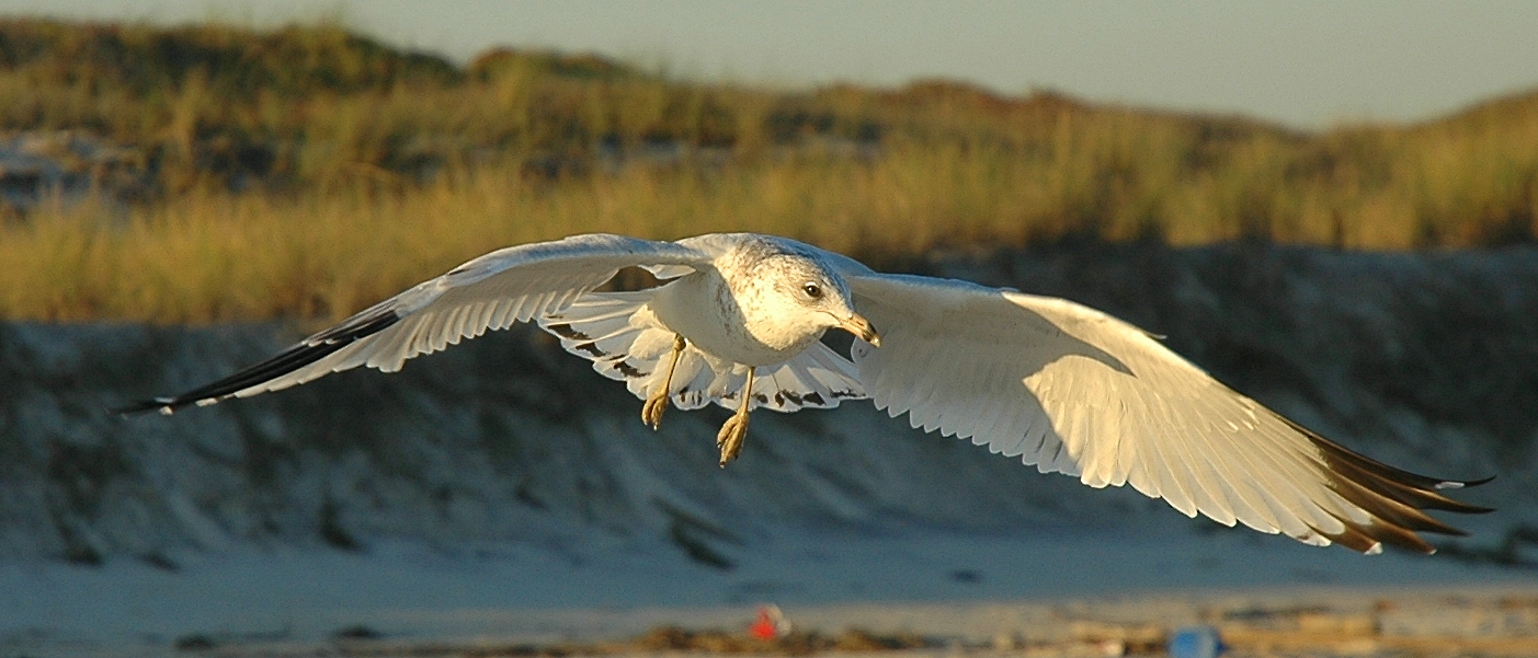 gull in flight at sunset