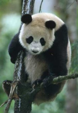 panda-large