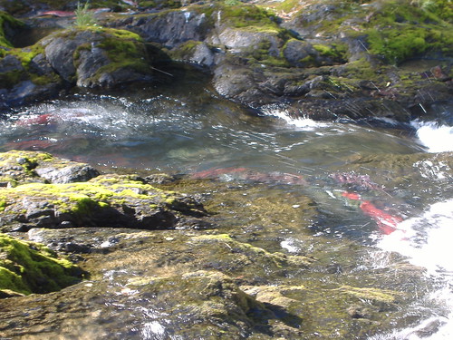 salmon swimming upstream Russian Mission