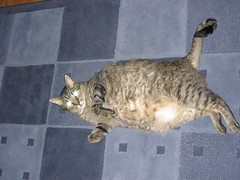 Fat Cat!
