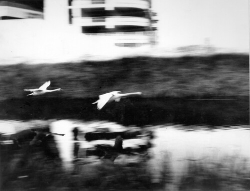 Swans on Royal Canal at Croke Park