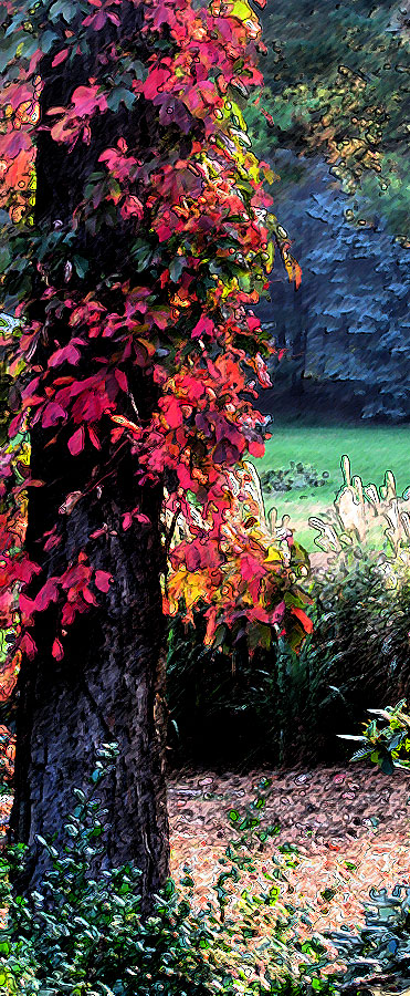 Autumnal Virginia Creeper II