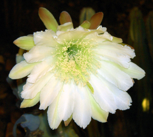 Head On Cactus Bloom