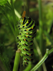 Structure on the head of a caterpillar