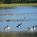 Geese on Lake Runnemede #2
