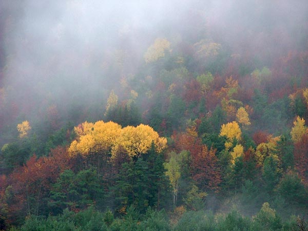 Niebla sobre los bosques de Fragen