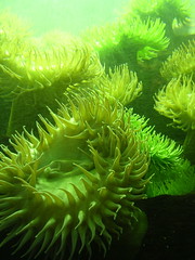 Green field of anemone
