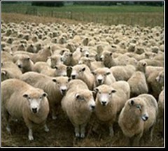 轉載: 牧羊人