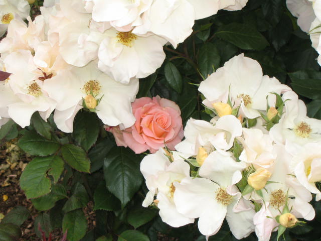 Roses at Peninsula Park