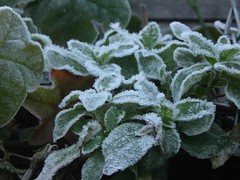 Frosty geraniums