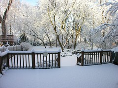 backyard snow jan 21