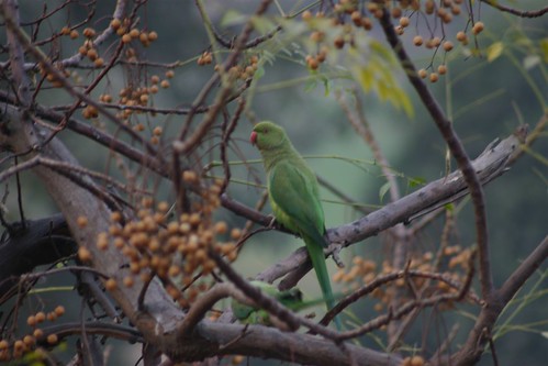 Wild parrots in the city of Lahore